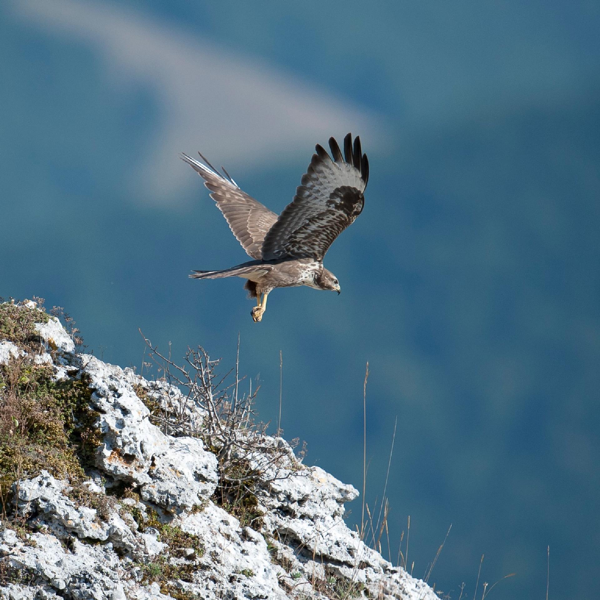Common buzzard (Buteo buteo) - Giancarlo Mancori