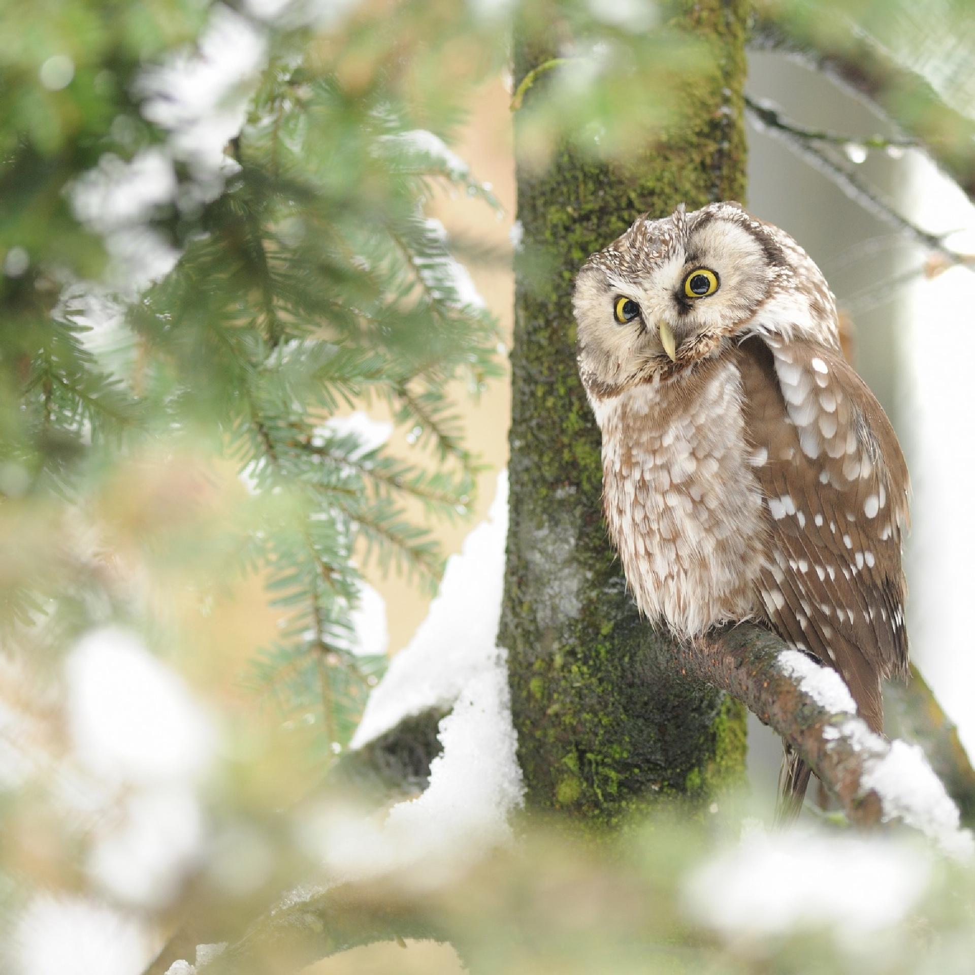 Boreal owl (Aegolius funereus) - Giancarlo Mancori