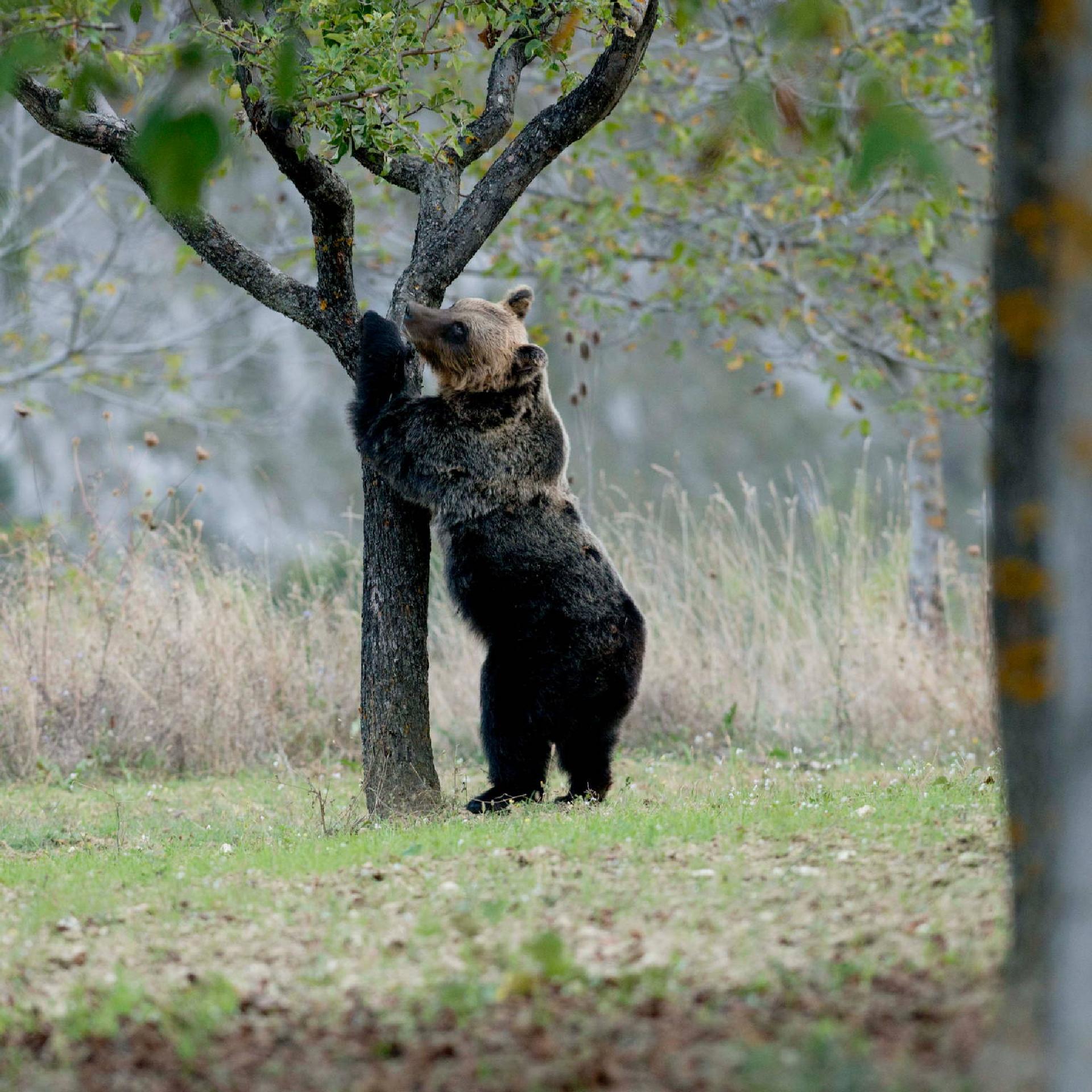 Marsican bear (Ursus arctos marsicanus) - Giancarlo Mancori