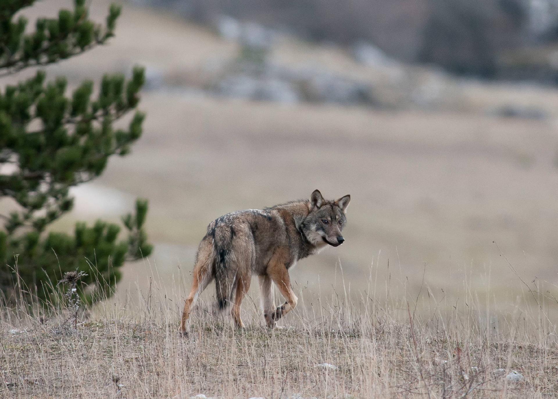 Apennine wolf (Canis lupus italicus) - Giancarlo Mancori
