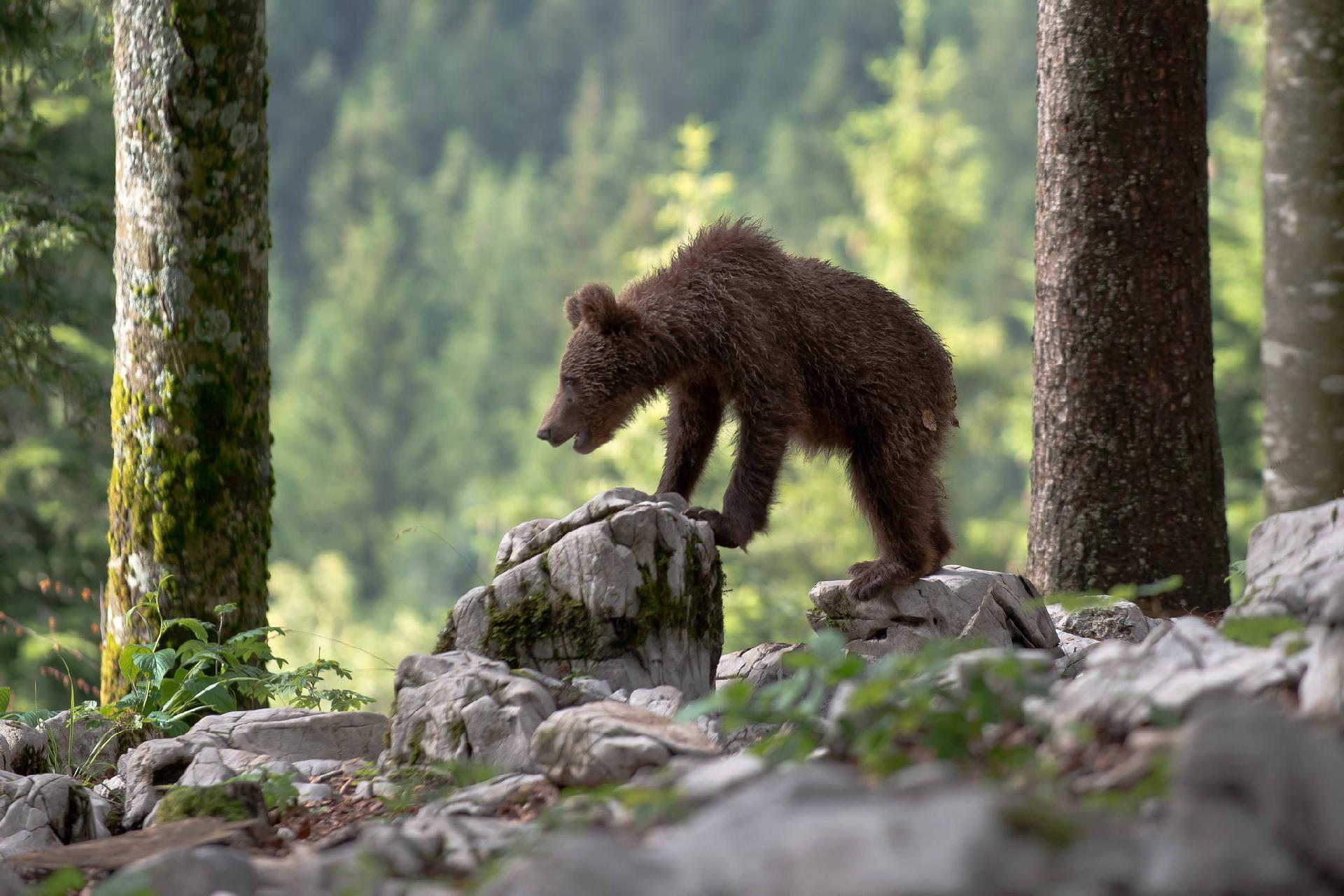 Brown bear (Ursus arctos) - Giancarlo Mancori