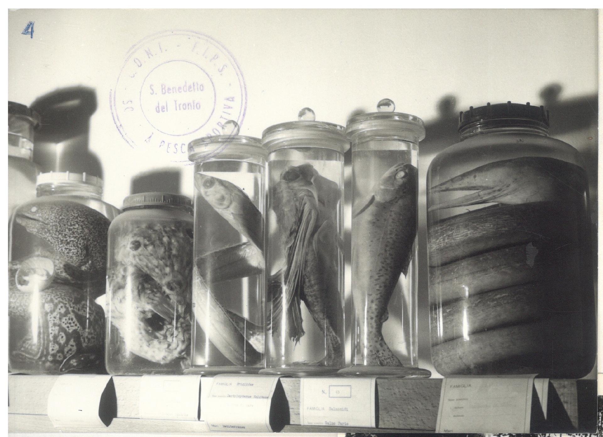 Museo ittico, collezione, 1956 - Archivio storico comunale di San Benedetto del Tronto