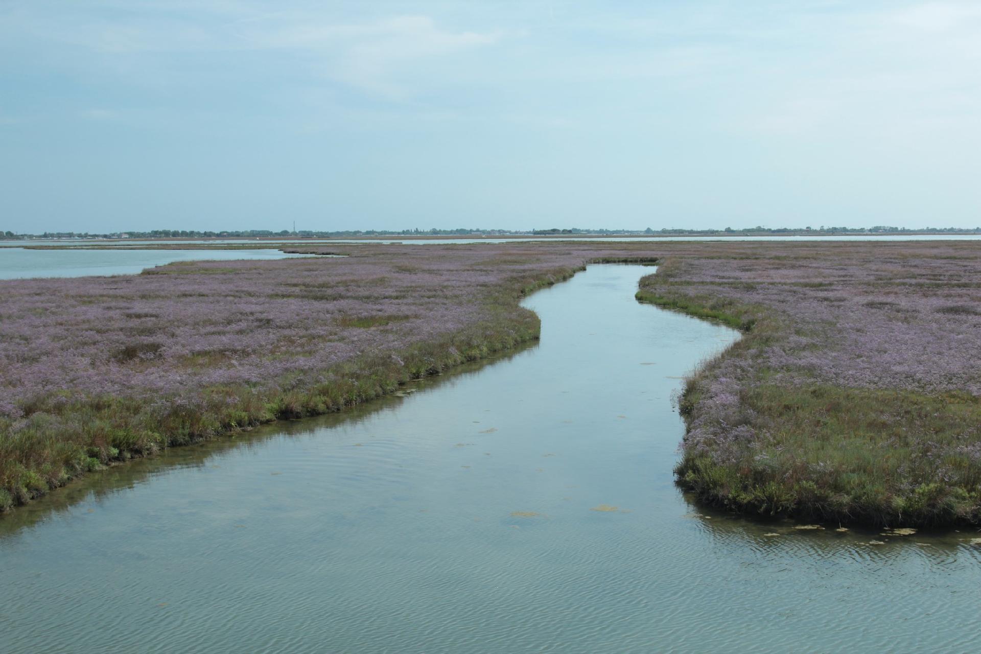 The flowered limonio on the barena - Museo di Storia Naturale di Venezia