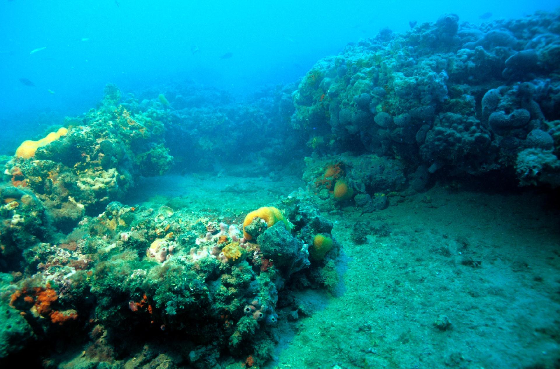 Tegnùe, the rich submerged fauna - Museo di Storia Naturale di Venezia